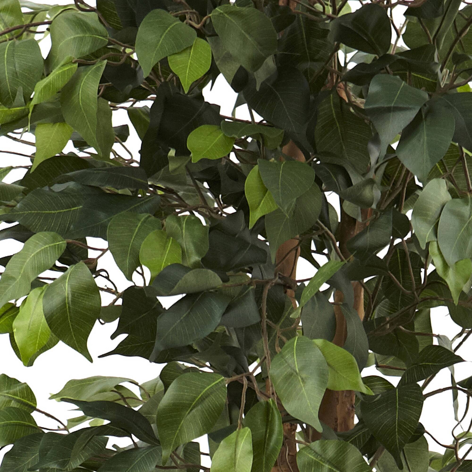 6.5ft. Ficus Tree In Decorative Planter